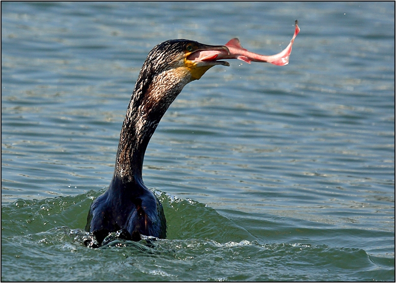 Great Cormorant