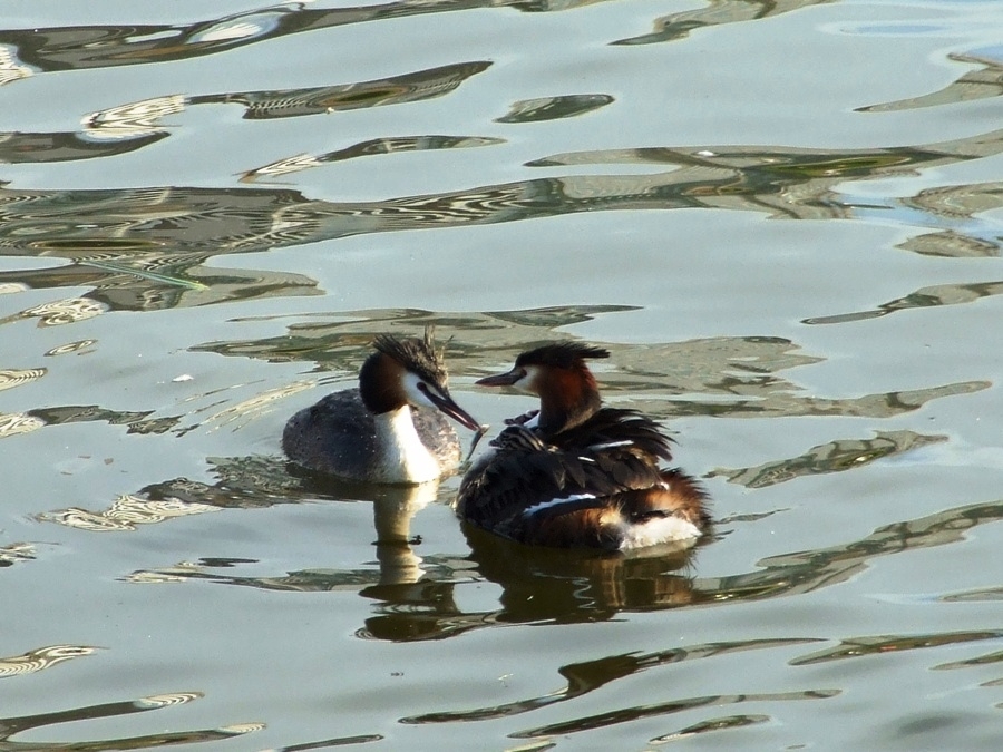 Great Crested Grebe