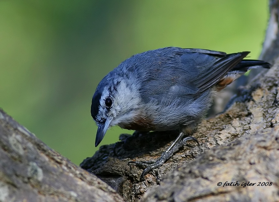 Krüper`s Nuthatch