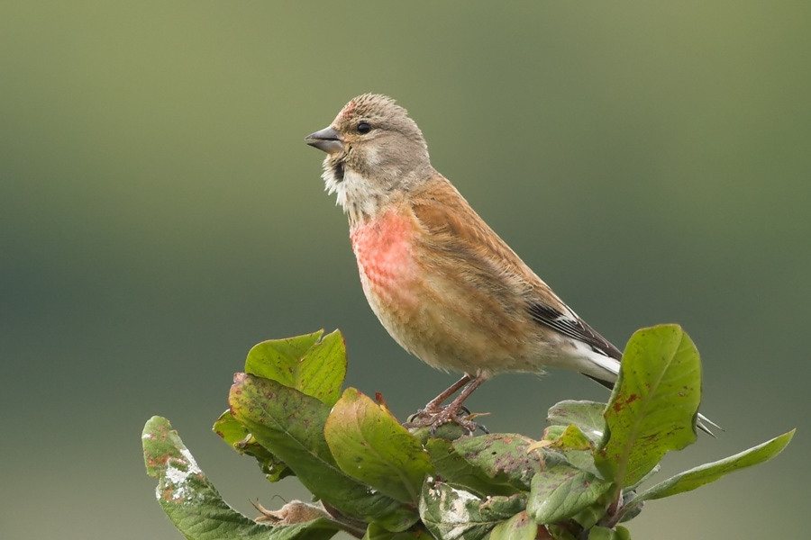 Common Linnet