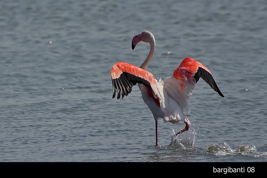 Greater Flamingo