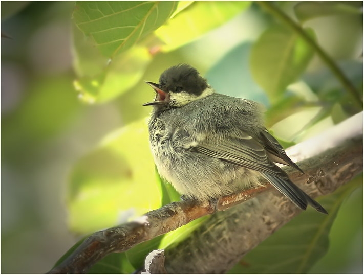 Coal Tit