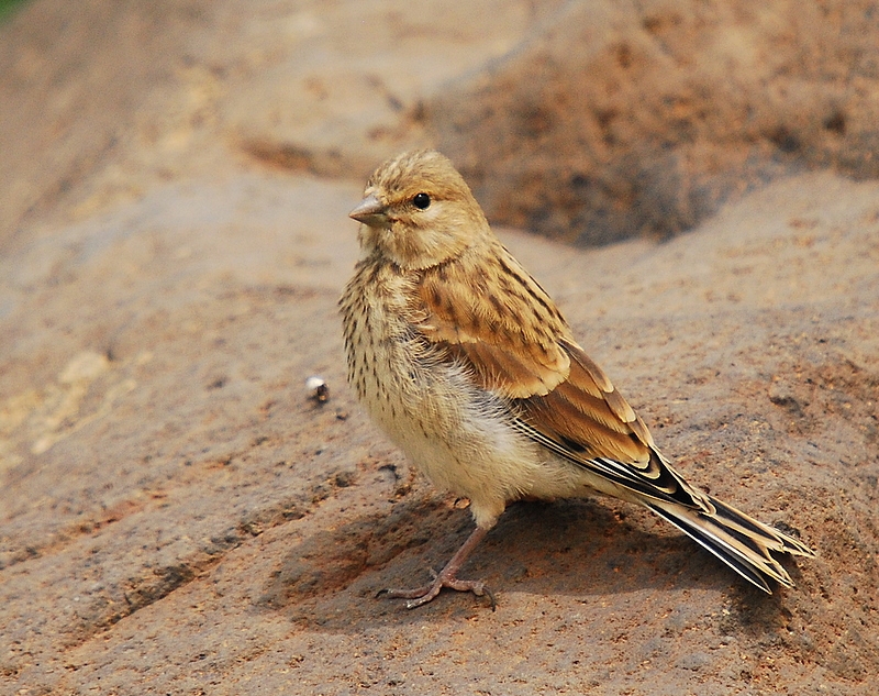 Common Linnet