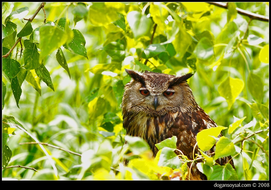 Eurasian Eagle-Owl