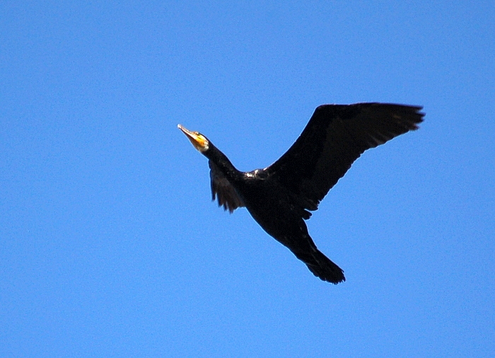 Great Cormorant