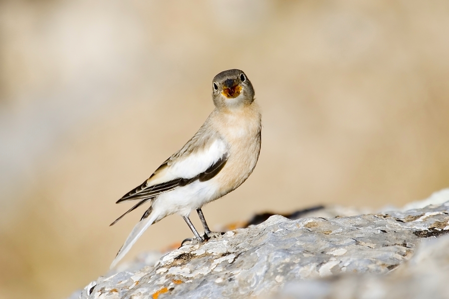 Kar Serçesi