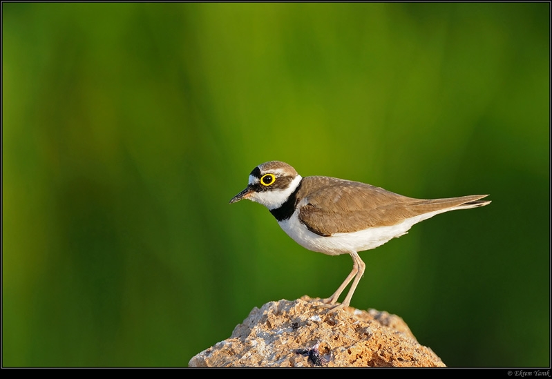 Little Ringed Plover
