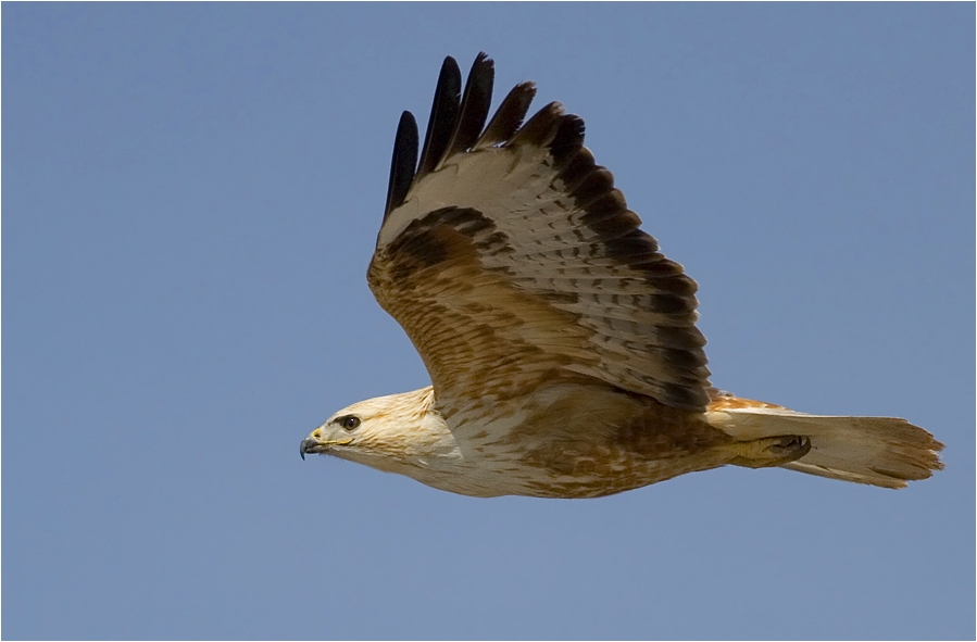 Long-legged Buzzard