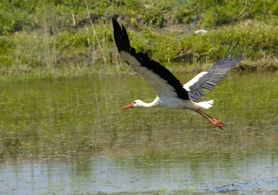 White Stork
