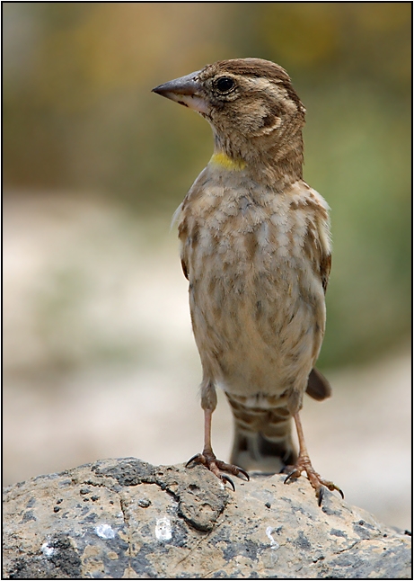 Rock Sparrow
