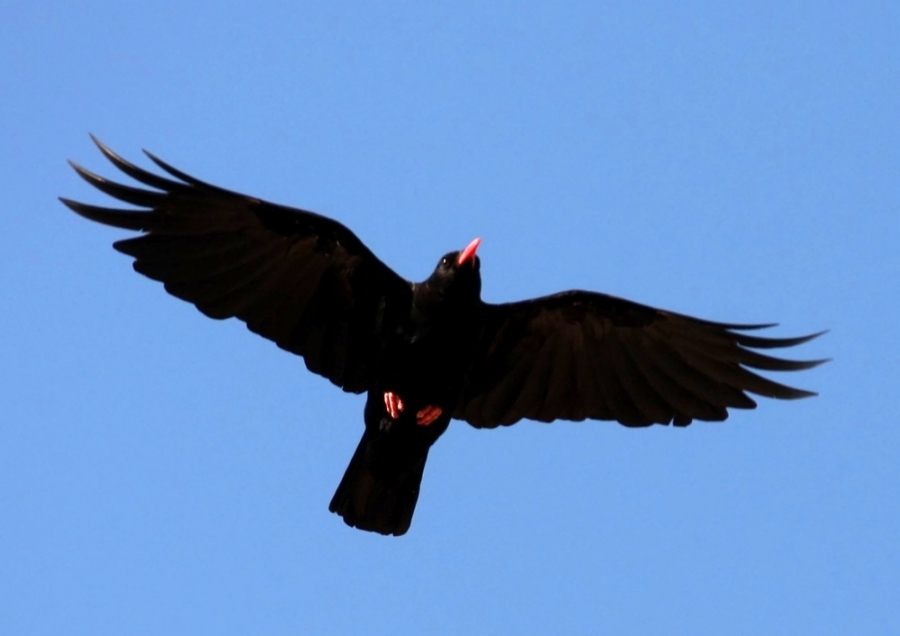 Red-billed Chough