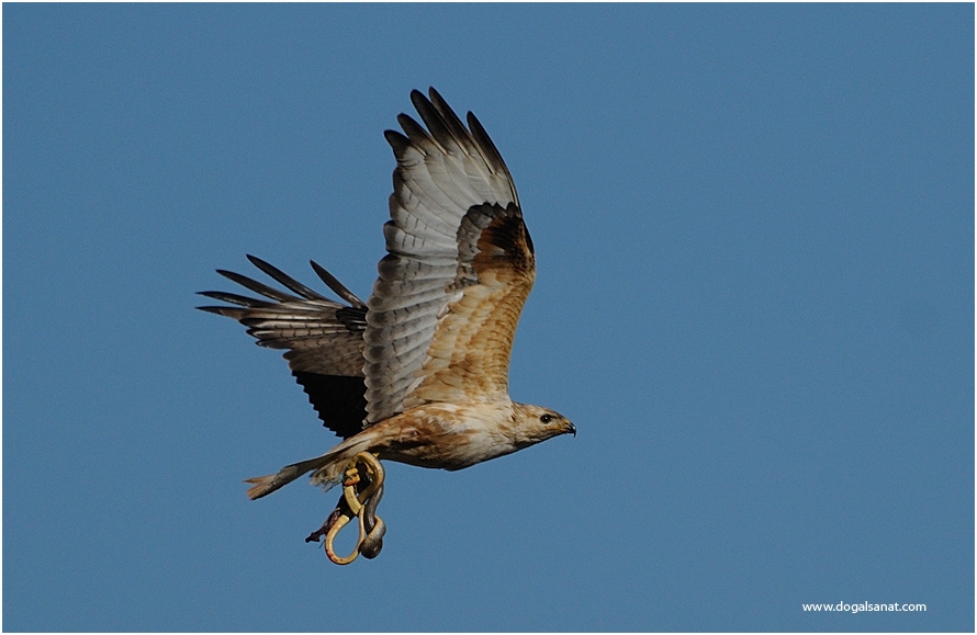 Long-legged Buzzard