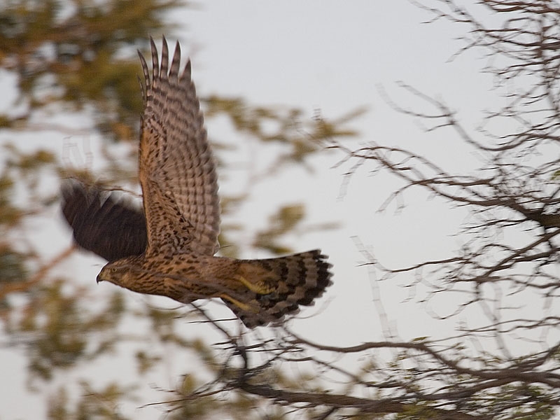 Northern Goshawk