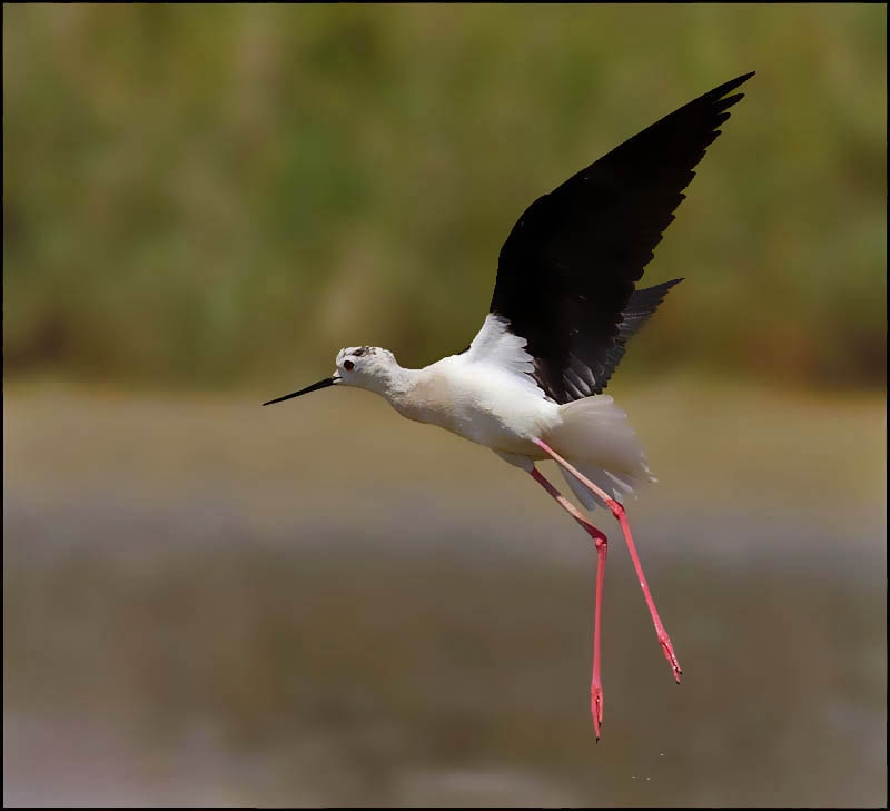 Black-winged Stilt