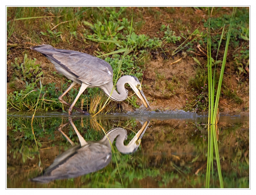 Grey Heron