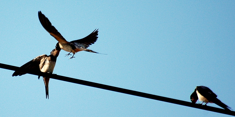 Barn Swallow