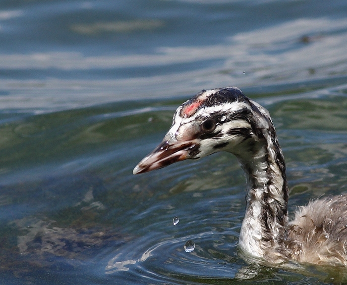 Great Crested Grebe