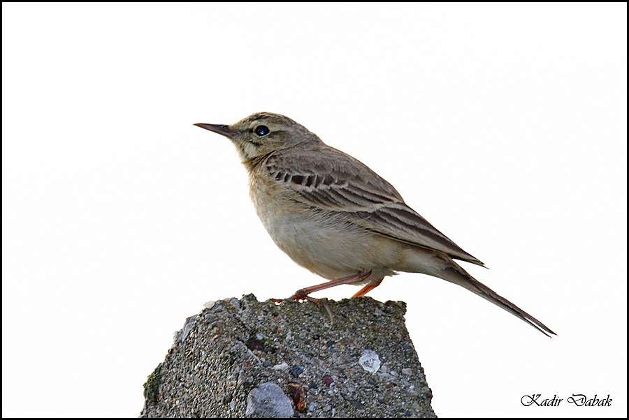 Tawny Pipit