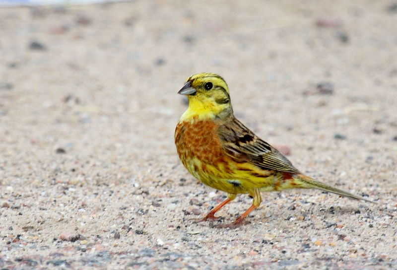 Yellowhammer