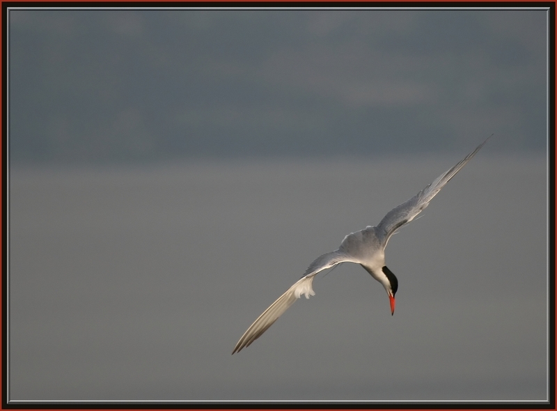 Common Tern