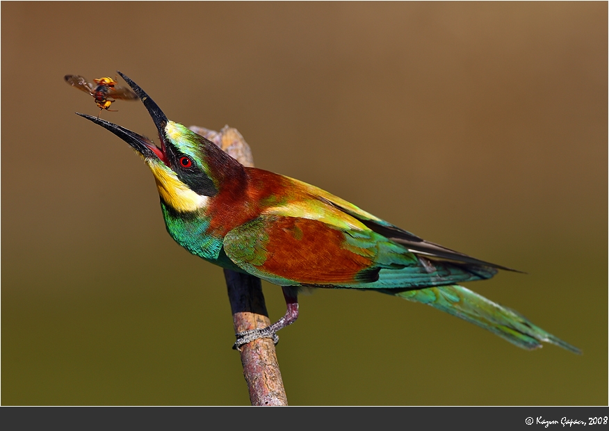 European Bee-eater