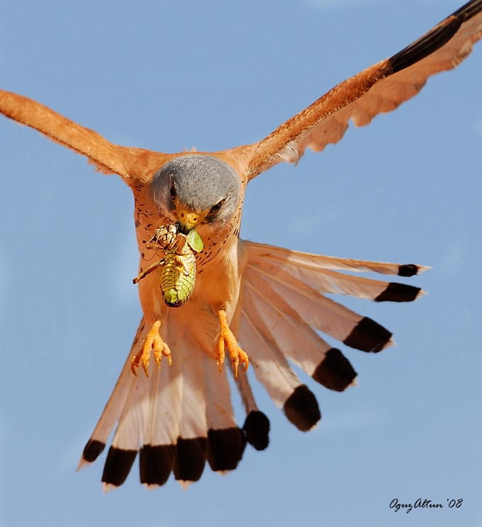 Lesser Kestrel