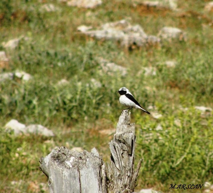 Black-eared Wheatear
