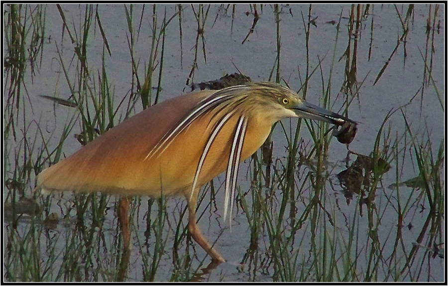 Squacco Heron