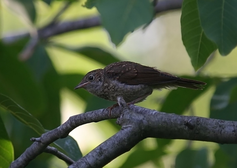 Common Nightingale