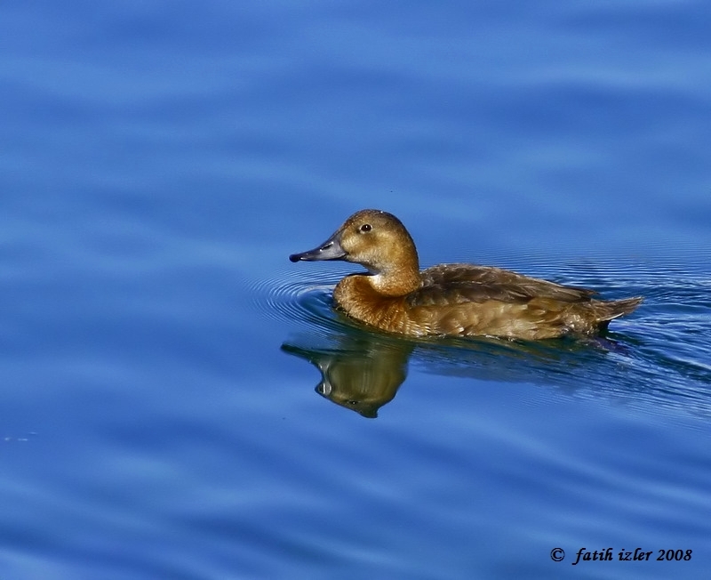 Common Pochard