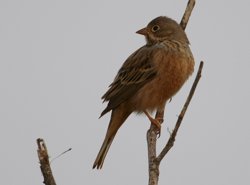 Ortolan Bunting