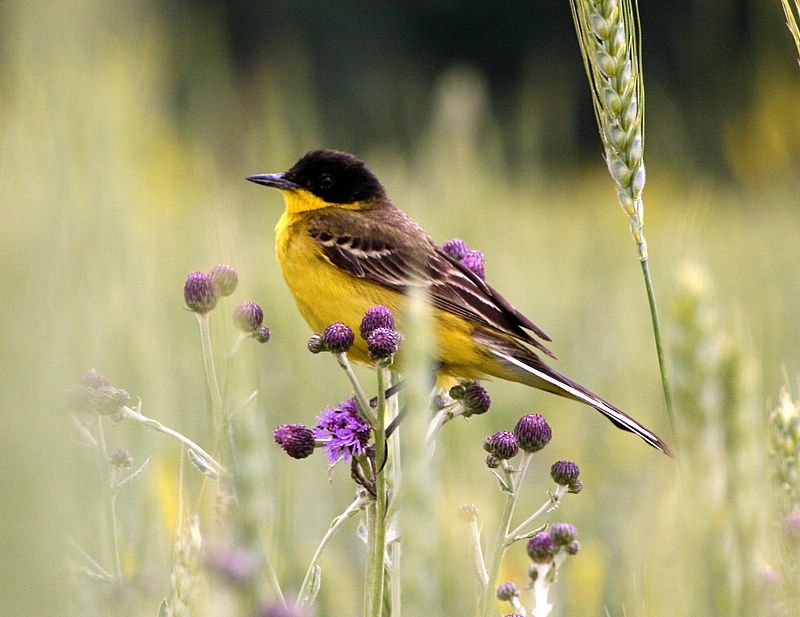 Western Yellow Wagtail