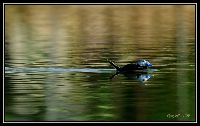 White-headed Duck