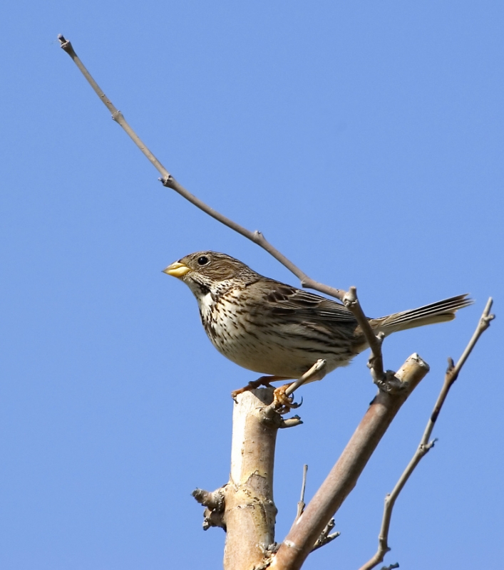 Corn Bunting