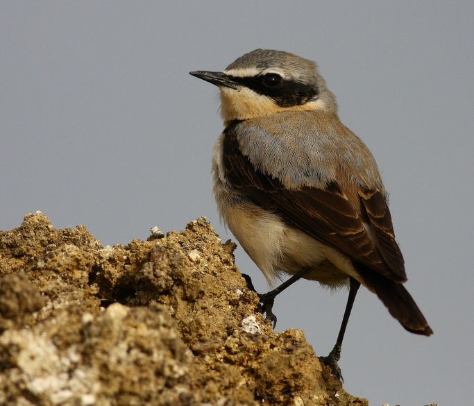 Northern Wheatear