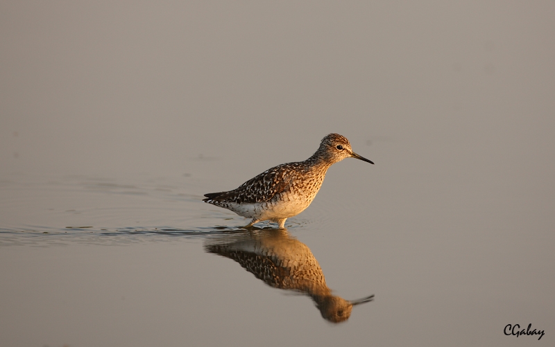 Wood Sandpiper