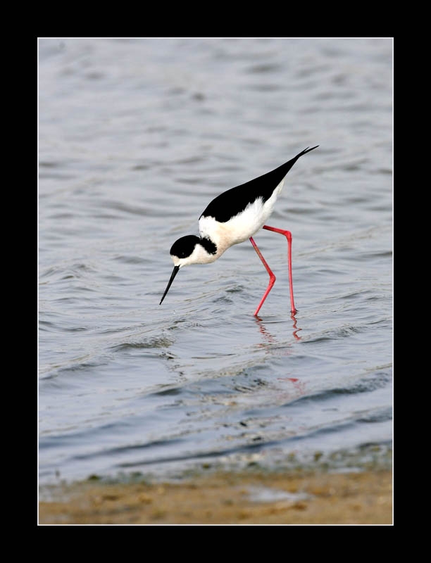 Black-winged Stilt