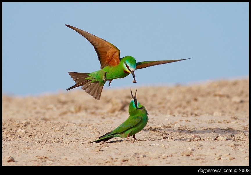 Blue-cheeked Bee-eater