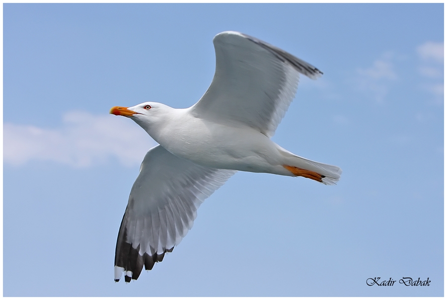 Yellow-legged Gull