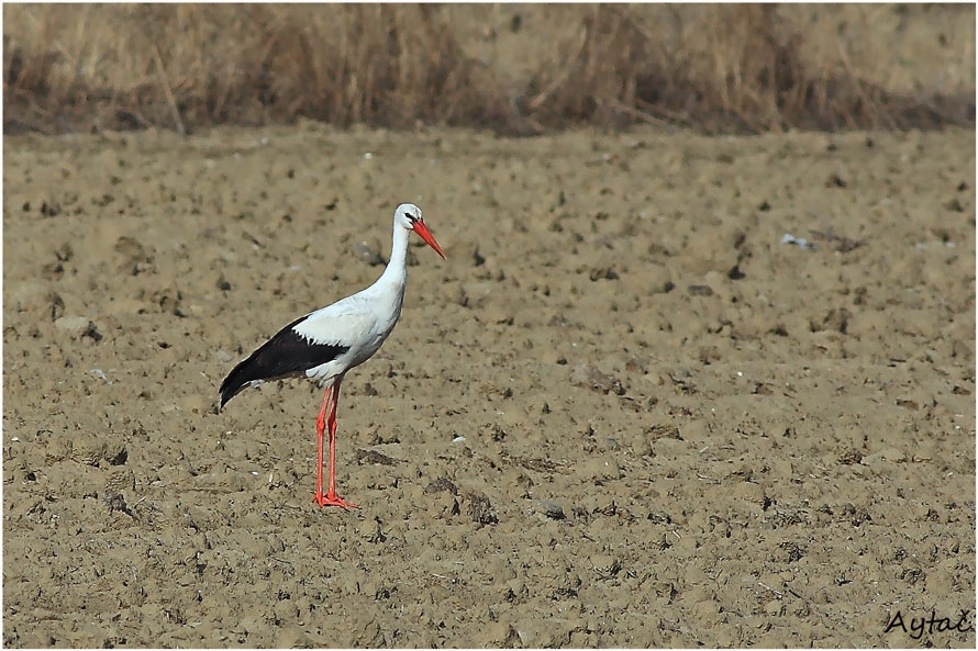 White Stork