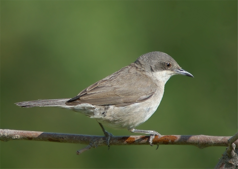 Eastern Orphean Warbler