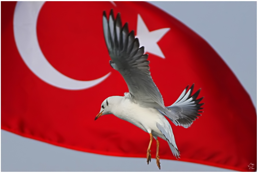 Karabaş Martı