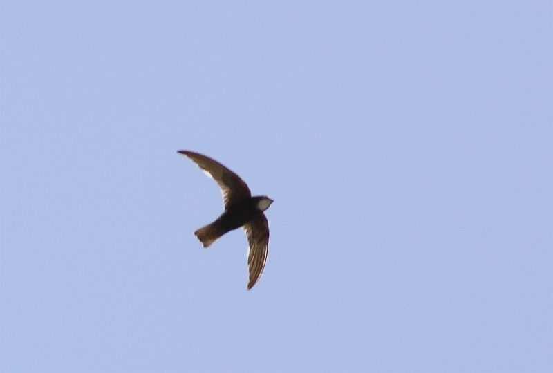 Little Swift