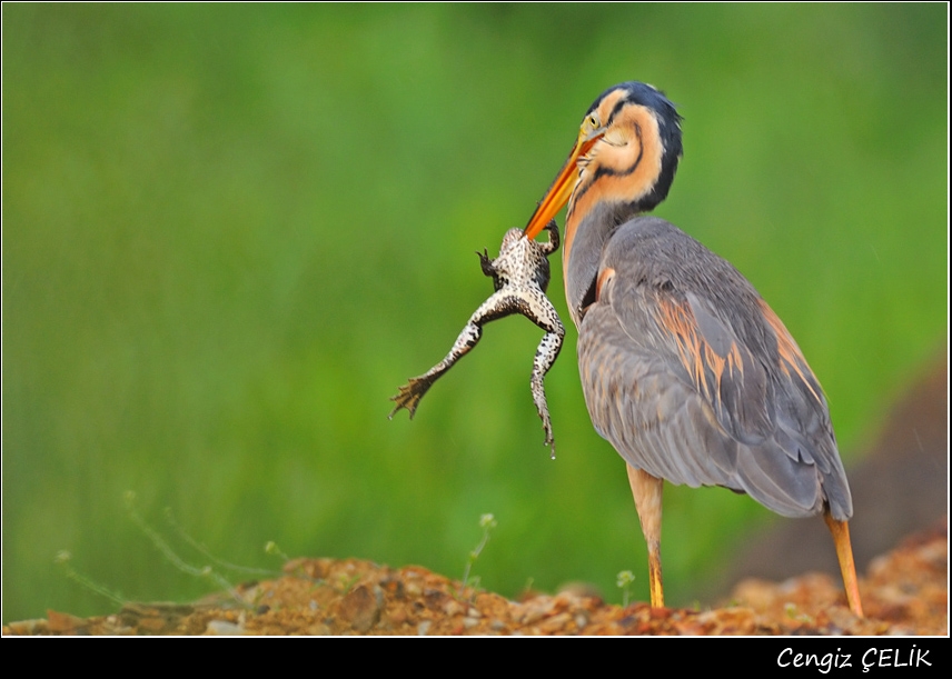 Purple Heron