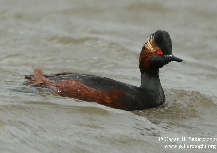 Black-necked Grebe