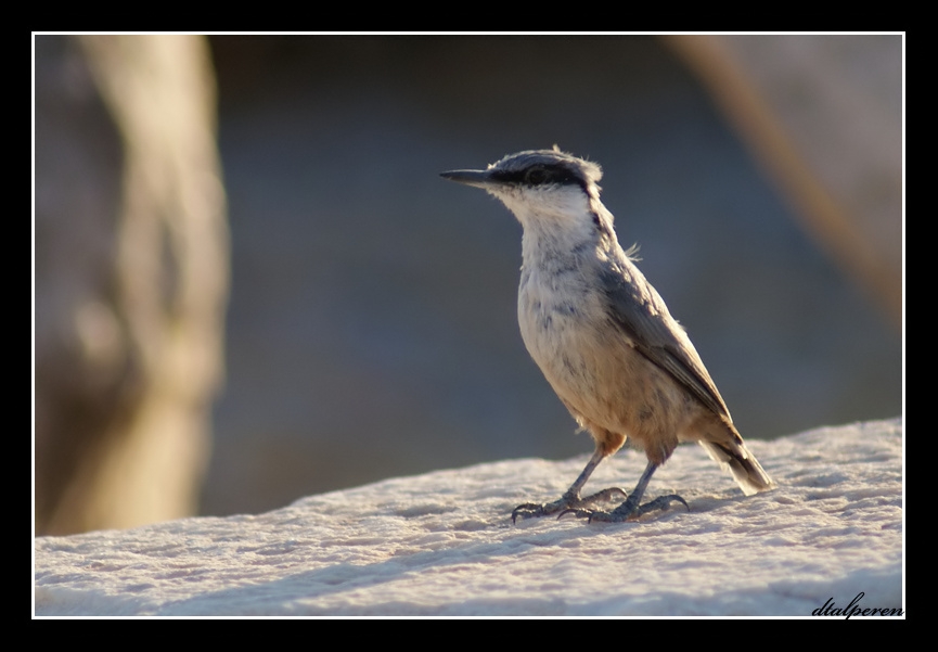 Western Rock Nuthatch