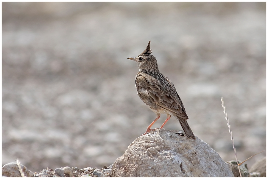 Crested Lark