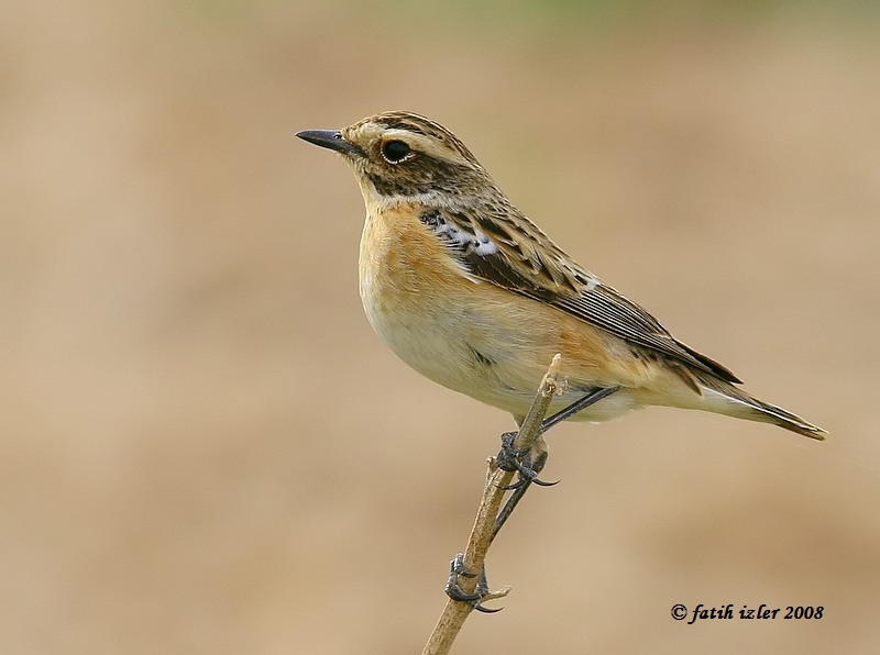 Whinchat