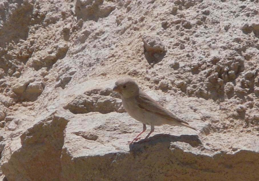 Trumpeter Finch