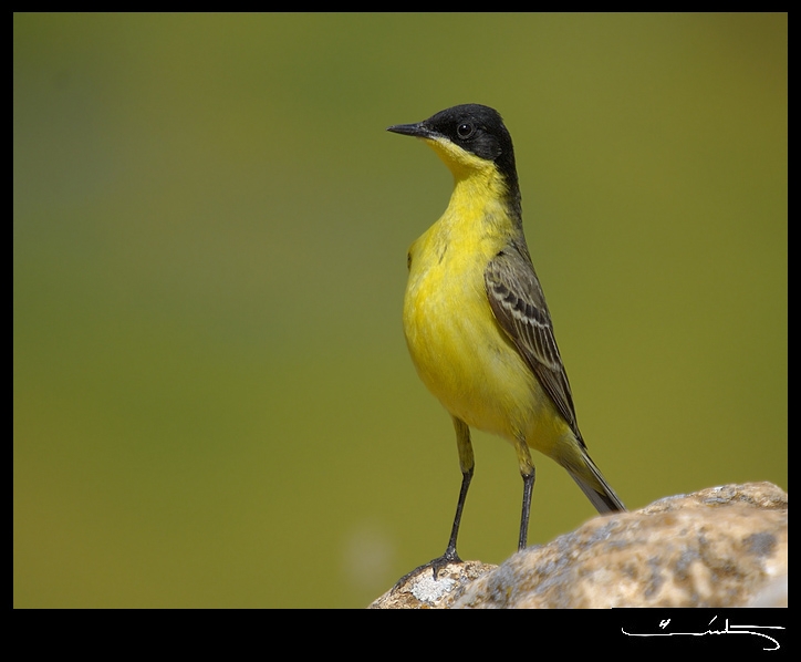 Western Yellow Wagtail